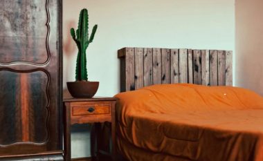 A mbani një kaktus në dhomën tuaj të gjumit? Urgjentisht nxirreni këtë bimë jashtë