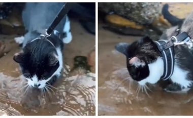 Bo është një mace e pazakontë që e do ujin dhe i pëlqen të hapë gropa në rërën e lagësht