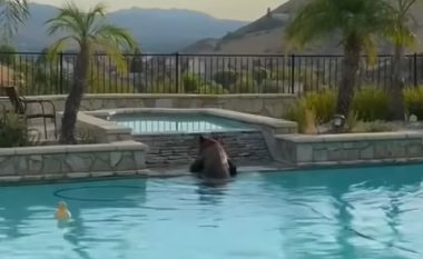 Ariu lahet në pishinën e një shtëpie në Kaliforni