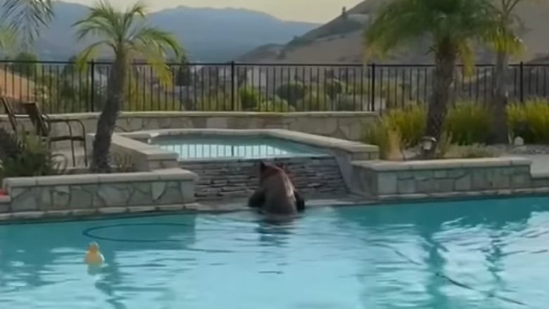 Ariu lahet në pishinën e një shtëpie në Kaliforni