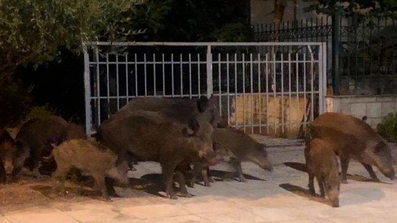 Konfirmohet nga autoritetet, derrat e egër në Malin Sharr nuk janë të infektuar nga murtaja afrikane