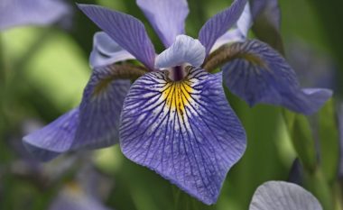 Kultivohet dhe mirëmbahet lehtë: Irisi është lulja më e famshme në mitologji