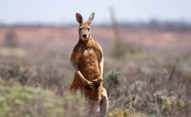 Australiani vritet nga kanguri që e mbante si kafshë shtëpiake