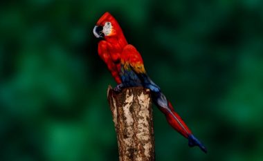 Ju keni sytë e një shqiponje nëse mund të dalloni sekretin e fshehur të papagallit në iluzionin optik mahnitës