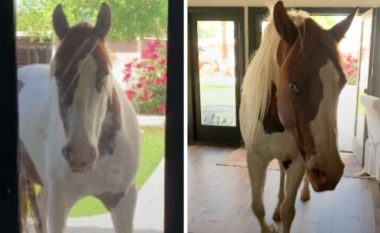 “Ai është kali ynë i shtëpisë”: Charlie hyn në shtëpi sa herë e sheh derën të hapur