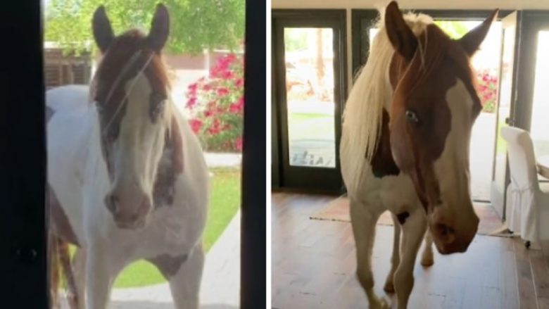“Ai është kali ynë i shtëpisë”: Charlie hyn në shtëpi sa herë e sheh derën të hapur