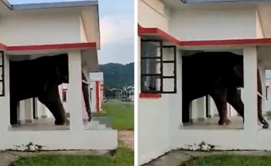 Elefanti hyri në një shtëpi në kërkim të ëmbëlsirave