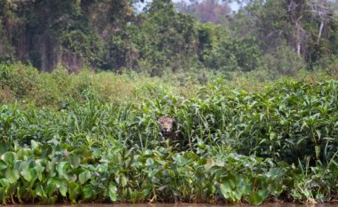 Ka dy jaguarë në këtë skenë pylli – a mund ta dalloni të dytin?