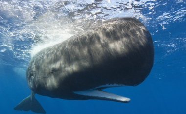 Balena mund të ketë shkaktuar përmbysjen e varkës ku u mbytën pesë persona në Zelandë të Re