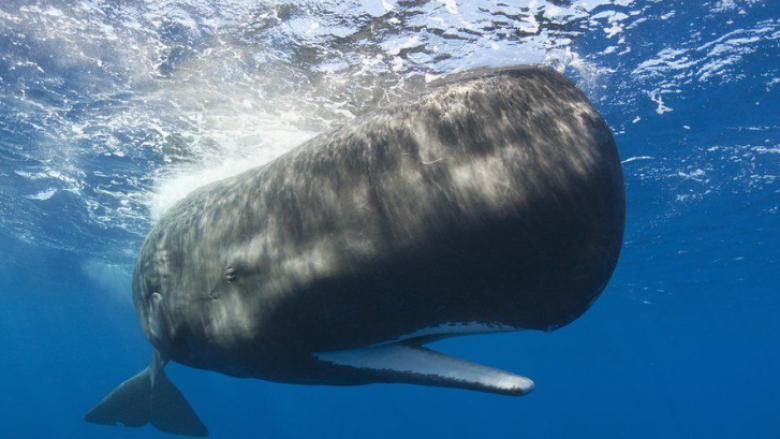 Balena mund të ketë shkaktuar përmbysjen e varkës ku u mbytën pesë persona në Zelandë të Re