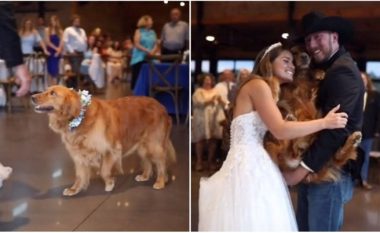 Golden Retriever iu bashkua të porsamartuarve në kërcimin e parë