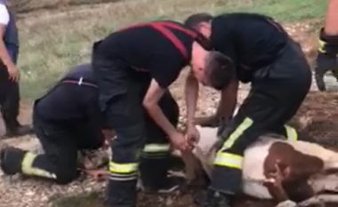 Zjarrfikësit në Prishtinë shpëtojnë lopën që kishte rënë në pusetë