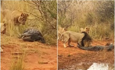 Lufta e një krokodili të vetëm kundër një tufe luanësh
