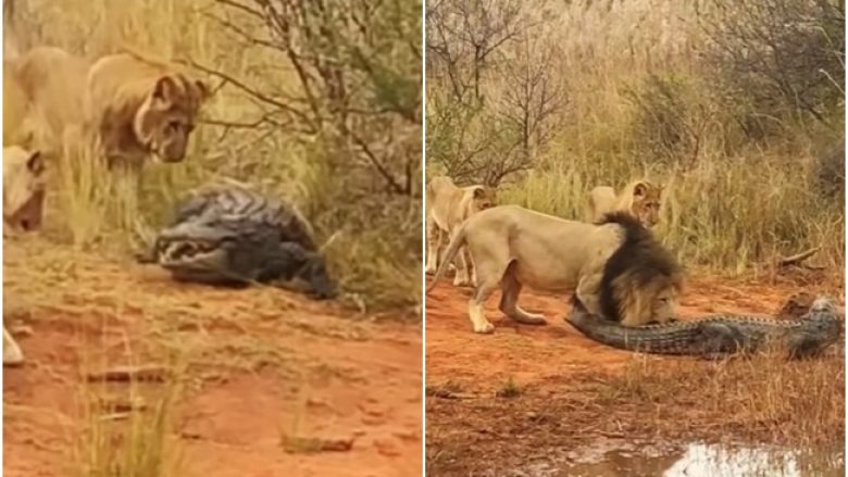 Lufta e një krokodili të vetëm kundër një tufe luanësh