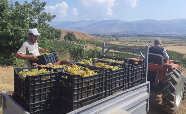 Fermerët e rrushit në Shqipëri: Çmimi shumë i ulët, po falimentojmë