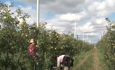 Paguajnë 13 euro për një ditë pune, fermerët në Shqipëri vuajnë për njerëz në vjeljen e mollëve e të ullinjve