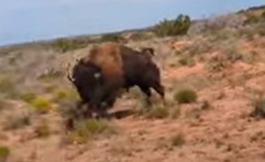 Alpinistja nga Teksasi i afrohet tufës së bizonëve, një prej tyre e sulmon dhe ia ngulë brinjët – e filmon momentin kritik