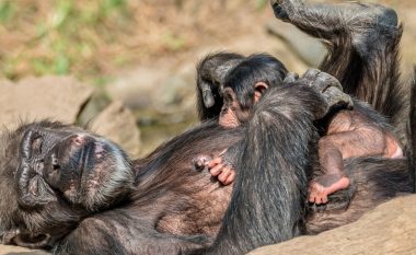 Nënat shimpanze janë shumë të ngjashme me nënat njerëzore