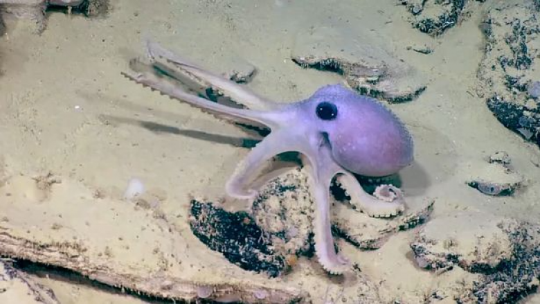 Shkencëtarët befasohen nga oktapodi i rrallë dhe sfungjeri detar “zombie” në këto pamje mahnitëse