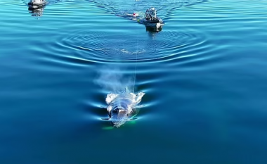 Balena bën një lëvizje mahnitëse gjatë misionit të shpëtimit – pasi e kishte futur veten në rrezik duke ngecur në rrjetat e peshkimit për dy ditë
