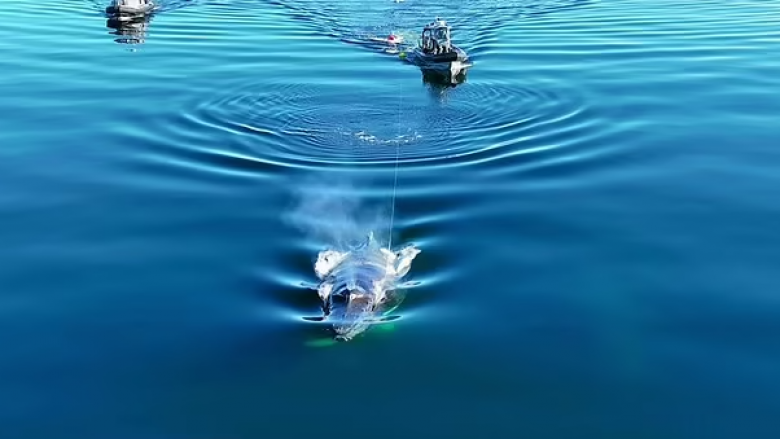 Balena bën një lëvizje mahnitëse gjatë misionit të shpëtimit – pasi e kishte futur veten në rrezik duke ngecur në rrjetat e peshkimit për dy ditë