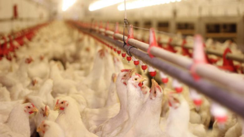 Gati 6 milionë zogj janë “shkatërruar” në Holandë, në shpërthimin më të keq të gripit në dy dekada