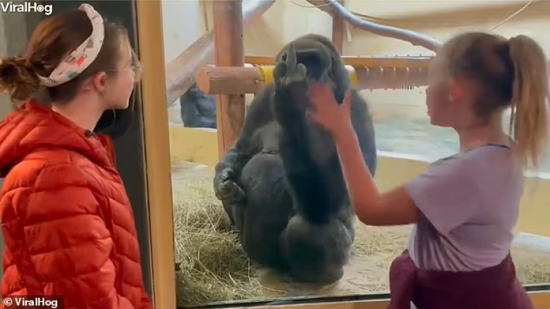 Momenti qesharak kur gorilla në kopshtin zoologjik të Kolorados u tregon ‘gishtin e mesit’ dy motrave ndërsa nëna e filmon momentin