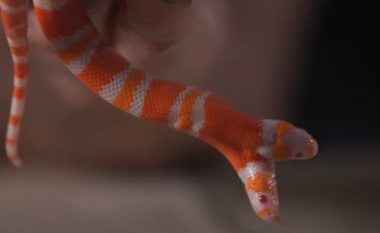 Zbulohet gjarpri me dy koka “albino” në SHBA