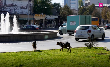 Qorri nga Komuna e Prishtinës për sulmin e qenit ndaj fëmijës në kopsht: Është përgjegjësi e kopshtit, jo e komunës