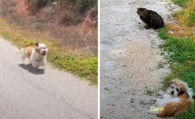 Shpëtuan një qen që vraponte pas veturës së tyre, reagimi i tij kur takohet me macet është i adhurueshëm