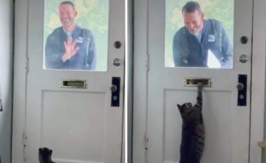 Macja pret çdo mëngjes postierin për të marrë letrat
