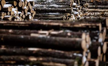 Kriza energjetike në Evropë: Si po lulëzon industria e drurit përpara “dimrit të vështirë”?