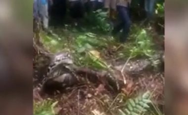 Pitoni gjashtë metra në Indonezi përbiu trupin e një gruaje 54-vjeçare