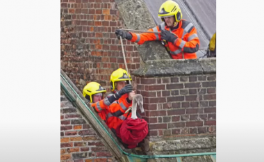 Autoritetet në Angli shpëtojnë mjellmën e bllokuar në një tub të ngushtë kullimi
