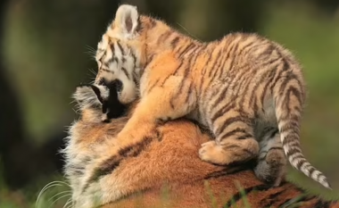 Momenti i ëmbël kur këlyshi tigër loz me nënën në një kopsht zoologjik