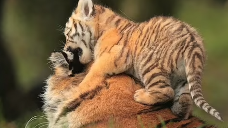 Momenti i ëmbël kur këlyshi tigër loz me nënën në një kopsht zoologjik