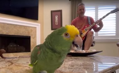 Video me dy milionë shikime: Papagalli i këndon këngët ikonike të Led Zeppelin