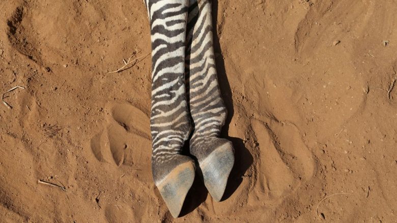 Ngordhje masive e elefantëve, zebrave, gjirafave dhe deveve – thatësira ‘torturuese’ po shkatërron jetën e egër në Afrikën Lindore