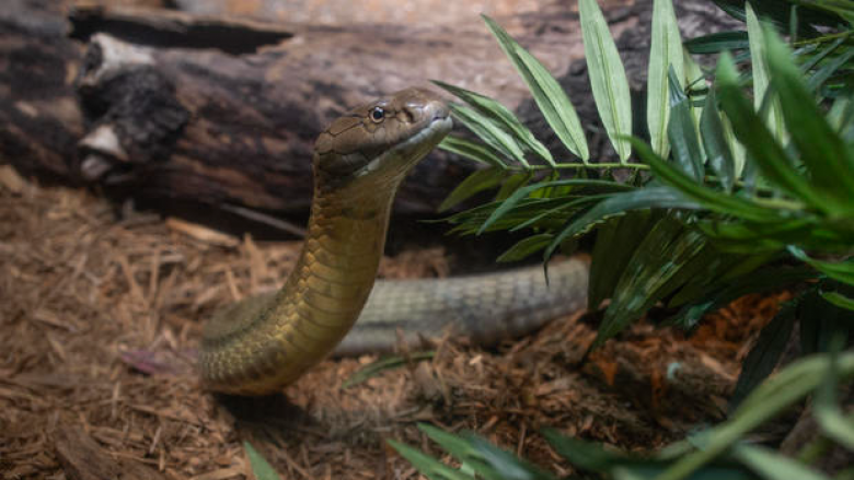 Mbyllet kopshti zoologjik në Suedi pasi një kobra e ‘zgjuar’ largohet nga ku ishte e mbyllur