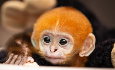 Kopshti zoologjik St. Louis mirëpret lindjen e parë të majmunit langur Francois