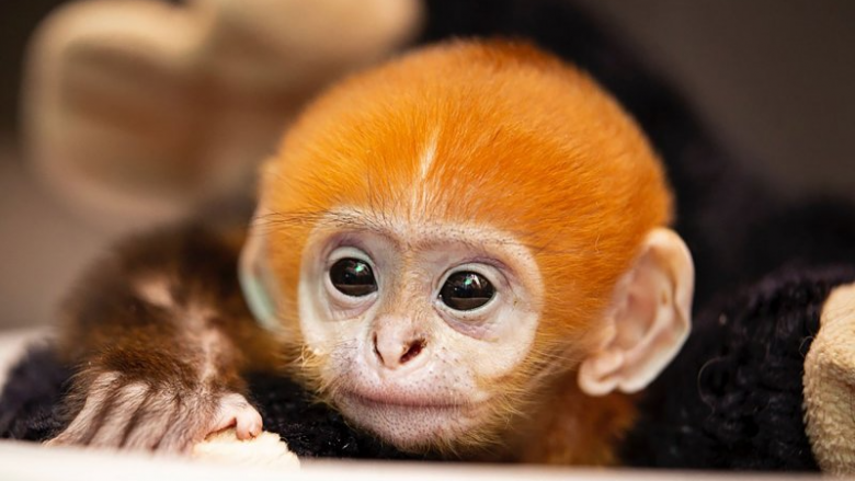 Kopshti zoologjik St. Louis mirëpret lindjen e parë të majmunit langur Francois