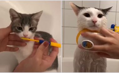 Një pronare tregon si kujdeset për macet: Ua lan dhëmbët, ua pastron putrat, veshët…