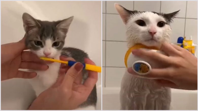 Një pronare tregon si kujdeset për macet: Ua lan dhëmbët, ua pastron putrat, veshët…