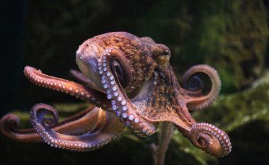 Oktapodi – një mjeshtër në teknikat e zmbrapsjes së sulmuesve