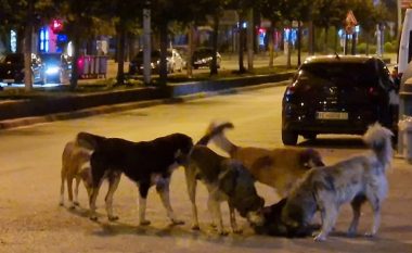 Tetovari për 16 ditë sulmohet pesë herë nga qentë endacakë