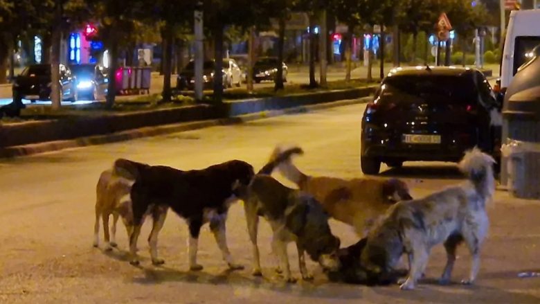 Tre raste të kafshimeve nga qentë endacak për një ditë në Tetovë
