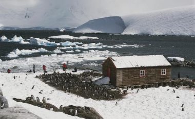 Katër gra janë përzgjedhur për të bërë katër punë të ndryshme në Antarktidë – njëra për të numëruar pinguinët
