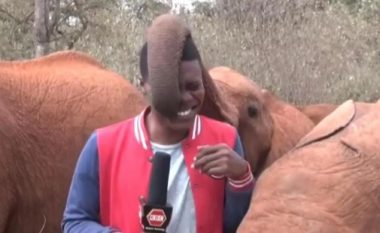 Gazetari kenian po raportonte direkt, e ndërprenë elefanti