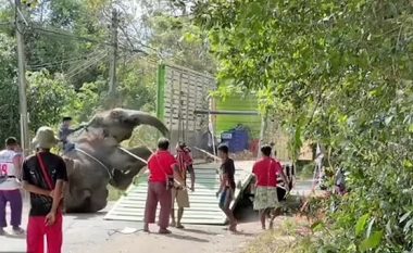 Rrahin brutalisht elefantin në Tajlandë, momenti kur kafsha gjigante humb vetëdijen dhe rrëzohet në tokë