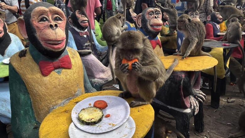 Majmunët në Tajlandë shënojnë ditën e tyre me gosti e festë të madhe